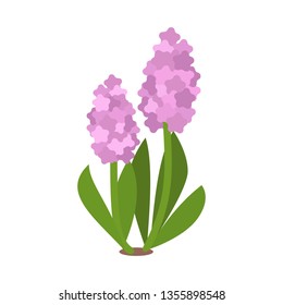 Hyacinth flower. Isolated vector illustration