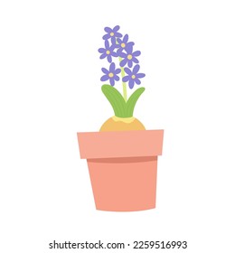 Hyacinth flower in a pot. Spring plant in flower pot. Cartoon flat vector illustration.