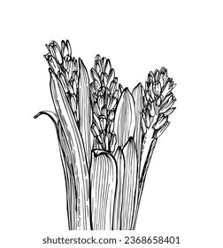 hyacinth flower with stems and leaves, vector illustration on isolated background