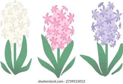 Hyacinth flower vector illustration, spring garden floral botanical design