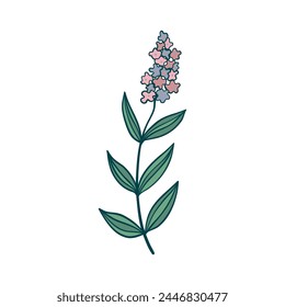 Hyacinth flowers. Set pink hyacinth flowers. isolated on a white background. Vector illustration