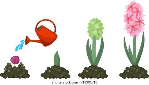 Hyacinth growth stage. Life cycle of garden hyacinth. Planting and watering garden flowers