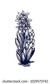 Hyacinth hand drawn Isolated vector. Botanical illustration. Universal templates for invitation or packaging. Engraving