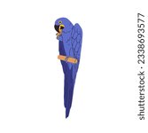 Hyacinth hyacinthine macaw. Tropical blue parrot sitting on perch. Exotic Brazilian bird eating nut. Cute funny parakeet with food in paw. Flat vector illustration isolated on white background