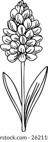 Hyacinth line art. Flat isolated  hand drawn flowers. Minimalist style vector illustration