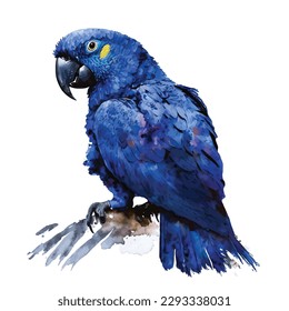 Hyacinth macaw bird  watercolor illustration on white background.