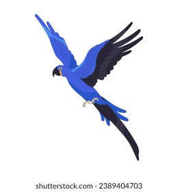 Hyacinth macaw flying in air. Tropical bird with blue feathers. Exotic parrot fly, spread wings. Vulnerable animal, wild rainforest inhabitant. Flat isolated vector illustration on white background