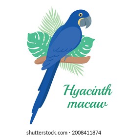 Hyacinth macaw parrot Vector illustration. Cartoon bird with tropical leaves isolated on white background. 