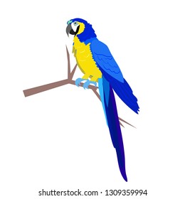 Hyacinth macaw parrot vector isolated 