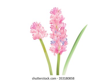 Hyacinth  pink flowers on white background,vector illustration