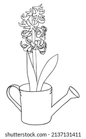 Hyacinth in a pot. Botanical coloring book. Doodle style