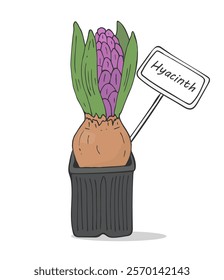 Hyacinth in a pot. Color drawing of a hyacinth with an onion, hand-drawn. Illustration of a spring bulbous hyacinth flower with a tag. Vector Hyacinth on a white background.	