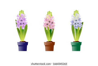 Hyacinth in the pot is a flat vector illustration. Pink, blue and violet hyacinths. Spring flowers isolated on white background.