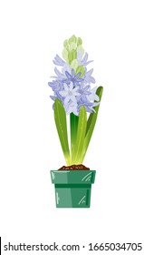El jacinto en la olla es una ilustración vectorial plana. Hiacinth azul - flor primaveral aislada en fondo blanco.