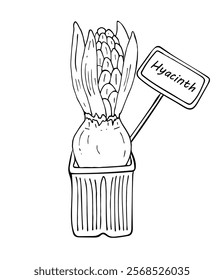 Hyacinth in a pot. A linear drawing of a hyacinth with an onion, hand-drawn. Illustration of a spring bulbous hyacinth flower with a tag. Black and white vector image on a white background.