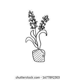 Hyazinthe in einer Topfzeichnung, einzeln auf weißem Hintergrund, Vektorillustration.