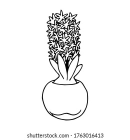 Hyacinth in a round flowerpot, hand-drawn, vector illustration, doodle, sketch, isolated, black and white