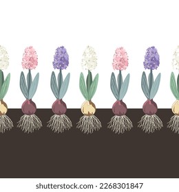 Hyacinth in a sand seamless pattern, botanical vintage style border. Hyacinths with onion, roots, leaves and flowers in the soil. Vector illustration.