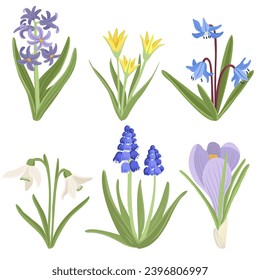 hyacinth, scilla and daffodils, snowdrop, muscari and crocus,, spring flowers, vector drawing wild plants at white background, floral elements, hand drawn botanical illustration