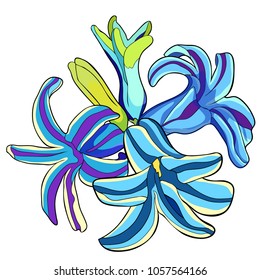 the is a hyacinth spring flower  vector illustration