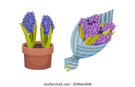 Flores de primavera Hyacinth. Plantas bulbescas florecientes en ilustraciones de vectores de flores y ramos