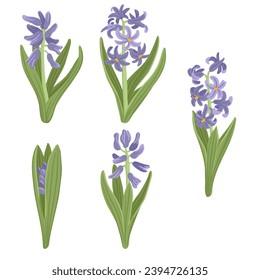 hyacinth, spring flowers, vector drawing wild plants at white background, floral elements, hand drawn botanical illustration