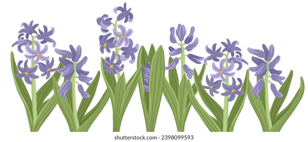 hyacinth, spring flowers, vector drawing wild plants at white background, floral border, hand drawn botanical illustration