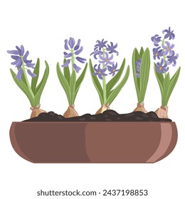 hyacinth, spring flowers, vector drawing flowering plants in pot at white background, floral elements, hand drawn botanical illustration