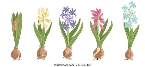 jacinto, flores de primavera, dibujo vectorial plantas con flores con bulbos en el fondo blanco, elementos florales, ilustración botánica dibujada a mano