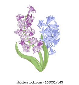 Hyacinths blooming spring flowers on a white background, vector illustration