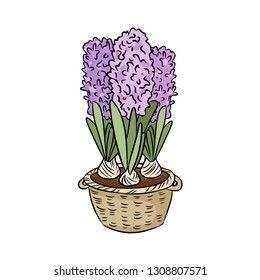 Hyacinths colorful doodle. Spring flowers in a basket