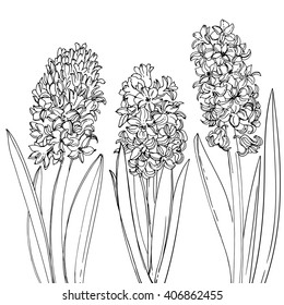 Hyacinths. Flowers line drawn on a white background. Sketch hyacinth. Spring flowers. Vector drawing of flower.