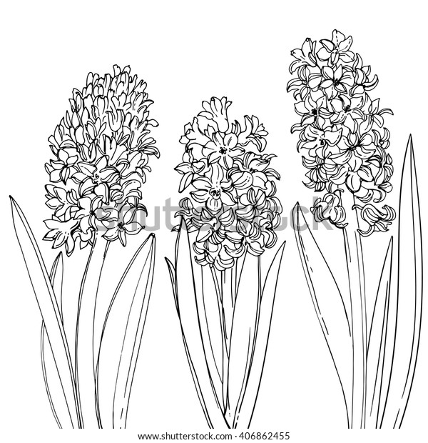 ヒヤシンス 白い背景に花の線 ヒヤシンスのスケッチ 春の花 花のベクター画像 のベクター画像素材 ロイヤリティフリー