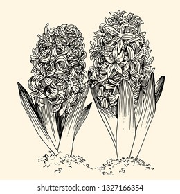 Hyacinthus. Blooming hyacinth, plant. Vector hand drawing sketch style illustration.