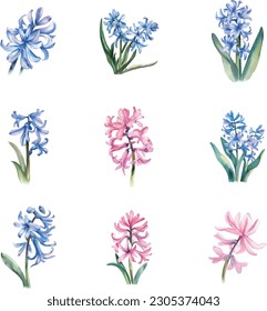 hyacinthus orientalis.Watercolor hyacinths set. Hand painted flowers isolated on white background