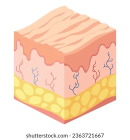 Hyaluronic acid isometric. Profile view cube representing skin structure layers icon. Subcutaneous tissue, dermis and epidermis anatomical structure. Cartoon vector illustration isolated on white