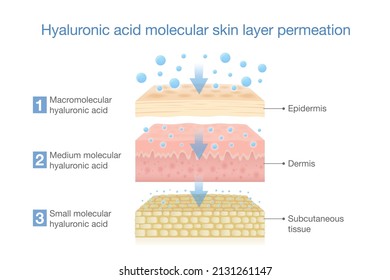 Hyaluronic acid molecular skin layer permeation. Illustration about treatment deep skin with moisture and water of Hyaluronic acid. - Shutterstock ID 2131261147