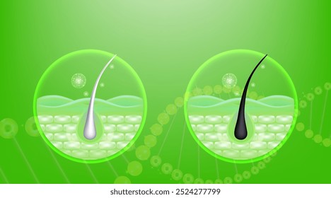 Hyaluronic acid and Niacinamide before and after gray hair and skin solutions ad, green collagen serum drops into skin cell with cosmetic advertising background ready to use, illustration vector.