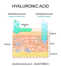 Hyaluronic acid. Penetration in the skin of Low and High molecule. Macromolecules for reduction of moisture loss, Micromolecules for fibroblast stimulation. Anti-aging therapy. Vector illustration.