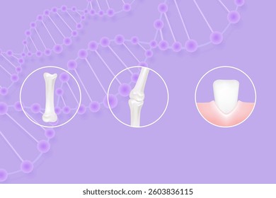 Hyaluronic acid teeth and gum, bone and joint solutions ad, purple collagen with cosmetic advertising background ready to use, illustration vector.