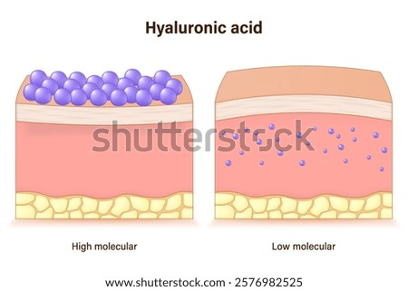 Hyaluronic acid vector. Comparison of high molecular and low molecular. Vector for advertising about beauty and medical treatment.