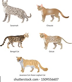 116 Chausie cat Images, Stock Photos & Vectors | Shutterstock