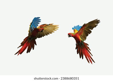 Hybrid parrots in forest. Macaw parrot flying in dark green vegetation. Rare form Ara macao x Ara ambigua, in tropical forest, Costa Rica. Wildlife scene from tropical nature.