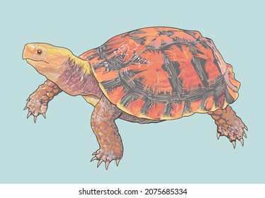 Hybrid turtle drawing, rare turtle, art.illustration, vector