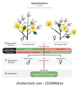 Hibridación Diagrama Infográfico Ejemplo rasgo de planta de algodón larga o corta enfermedad de la marchita sensible o resistente sensible a alimentos cruza autopolinización descendencia giza heredidad ciencia genética vector educación