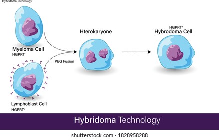 Hybridoma technology. Steps in monoclonal antibody production, vector illustration eps.