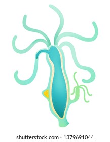 Hydra of Anatomy