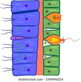 Hydra body wall structure. Educational material for lesson of zoology
