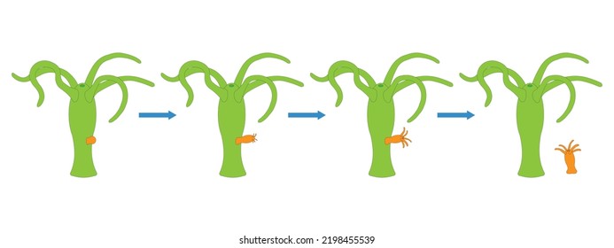 Hydra Budding. Asexual Reproduction. Vector Ilustration.