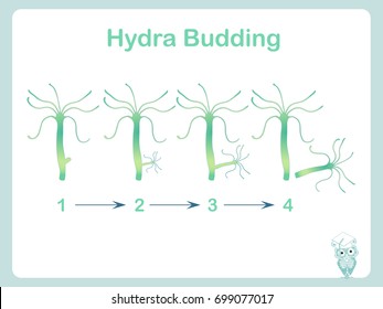 budding in hydra